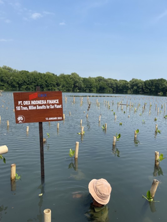Program Lanjutan Penanaman Pohon Mangrove